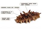 煙臺(tái)海參批發(fā)告訴你，這幾種海參要不得